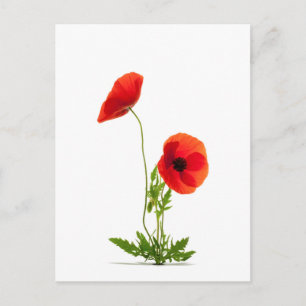 Karte postale - Fleurs de coquelicots mag blanc