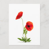 Karte postale - Fleurs de coquelicots mag blanc (Vorderseite)