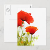 Karte postale - flurs de coquelicots fing blanc (Vorne/Hinten)