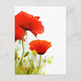 Karte postale - flurs de coquelicots fing blanc