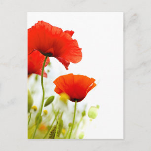 Karte postale - flurs de coquelicots fing blanc