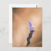 Karte postale Papillen Argus bleu (Vorne/Hinten)