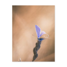 Karte postale Papillen Argus bleu
