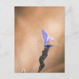 Karte postale Papillen Argus bleu
