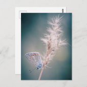 Karte postale Papillen Argus bleu (Vorne/Hinten)