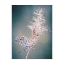 Karte postale Papillen Argus bleu