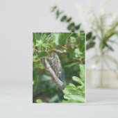 Karte postale Zigarre (Stehend Vorderseite)