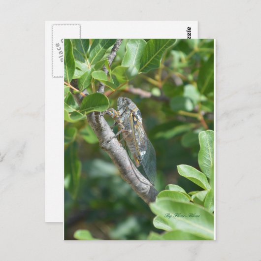 Karte postale Zigarre