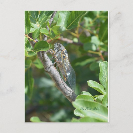 Karte postale Zigarre (Vorderseite)