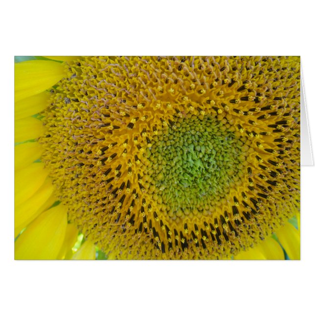 Karte Sonnenblume, Decke, gestaltbar (Vorderseite (Horizontal))