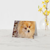 Karte | Spitz Geburtstagskarte (Gelbe Blume)