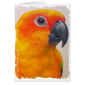 Karte - Sun Conure