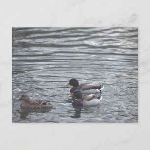 Karten auf der Postkarte