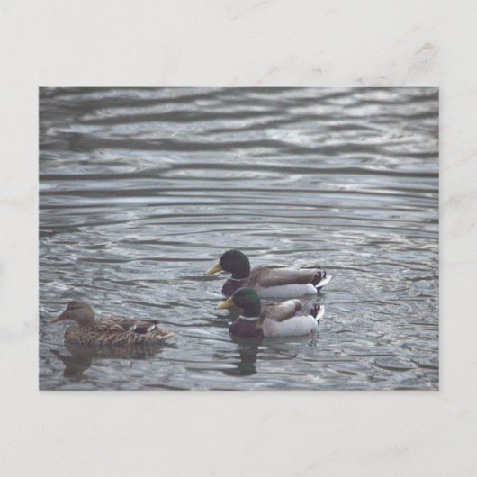 Karten auf der Postkarte (Vorderseite)