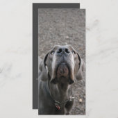 Karten für die große Dane Nose Menue (Vorne/Hinten)