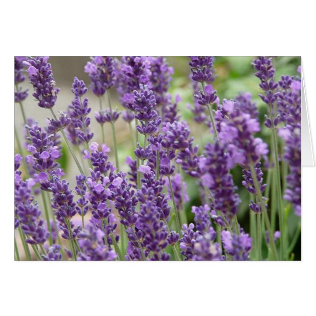 Kartenfeld für Lila Lavendel-Blume (Vorderseite (Horizontal))
