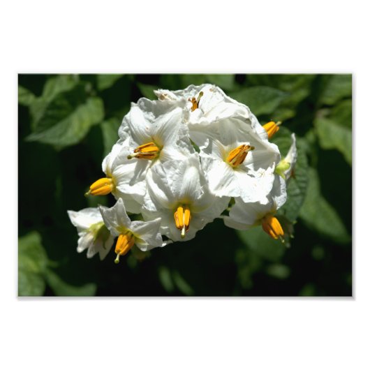 KartoffelBlume drucken Fotodruck (Vorne)