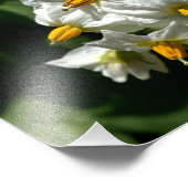 KartoffelBlume drucken Fotodruck (Ecke)