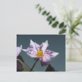 KartoffelBlume Postkarte (Stehend Vorderseite)