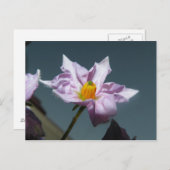 KartoffelBlume Postkarte (Vorne/Hinten)