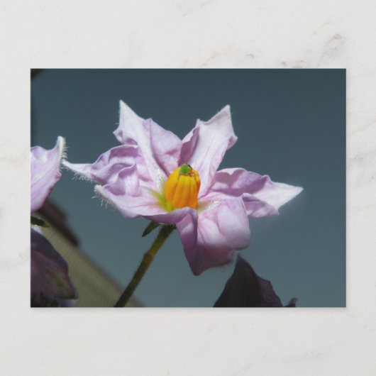 KartoffelBlume Postkarte (Vorderseite)