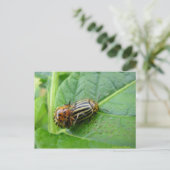 Kartoffelfehler Postkarte (Stehend Vorderseite)