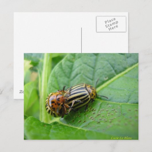 Kartoffelfehler Postkarte (Vorne/Hinten)