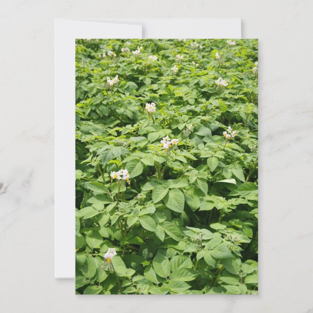 Kartoffelfeld (Vorderseite)