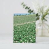 Kartoffelfeld 3 postkarte (Stehend Vorderseite)