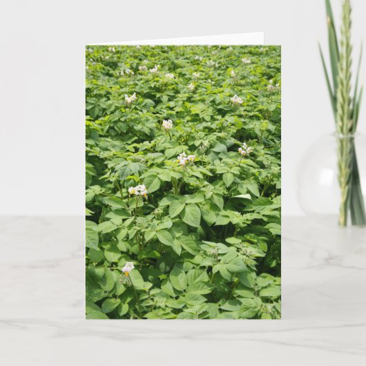 Kartoffelfeld Karte (Vorderseite)