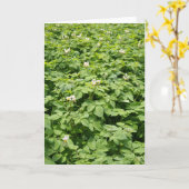 Kartoffelfeld Karte (Gelbe Blume)