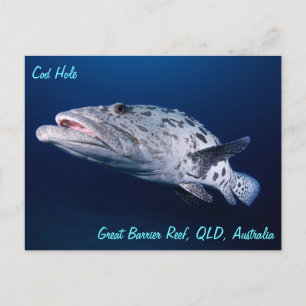 Kartoffelkrebse am Kabeljauloch Postkarte