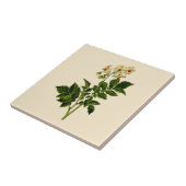 KartoffelPflanze Fliese (Seite)