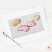 Kartoffelstudie 1993 rechteckiger aufkleber (Umschlag)