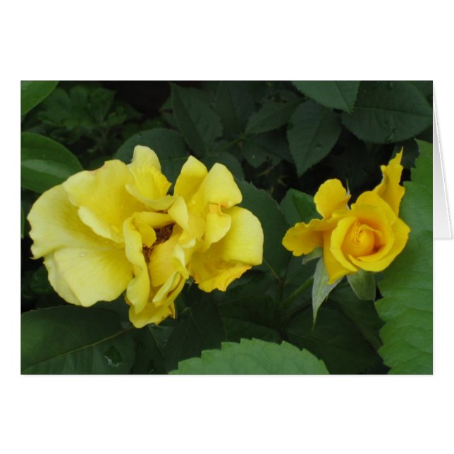 Karton-Karte (Vorderseite (Horizontal))