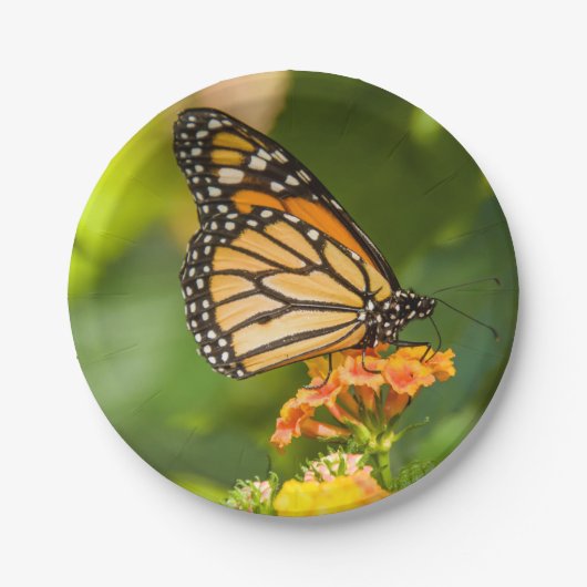Kartonsockel Photoschmetterling auf einer Blume Pappteller (Vorderseite)