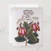 Kaschusmutter Postkarte (Vorne/Hinten)