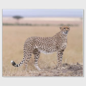 Käse Geschenkpapier (Flach)