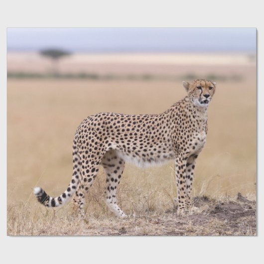 Käse Geschenkpapier (Flach)