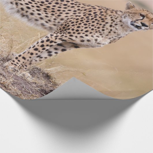 Käse Geschenkpapier (Ecke)