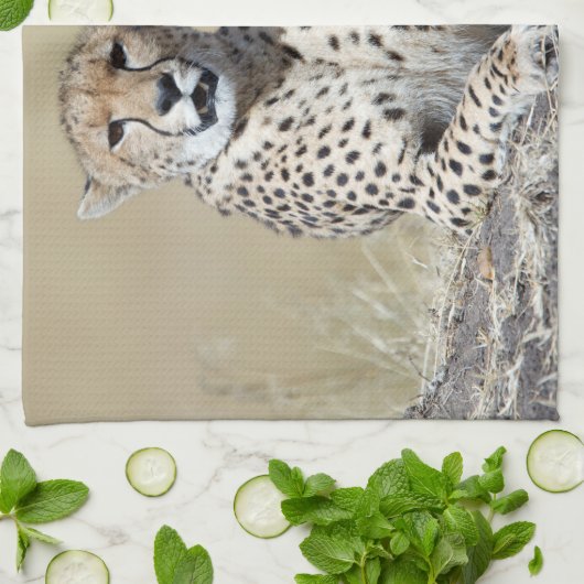 Käse Geschirrtuch (Gefaltet)