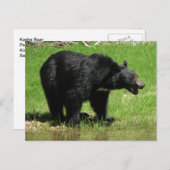 Kasha Bear 1 Postkarte (Vorne/Hinten)