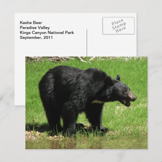 Kasha Bear 1 Postkarte (Vorne/Hinten)