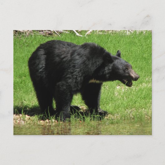 Kasha Bear 1 Postkarte (Vorderseite)