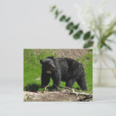 Kasha Bear 2 Postkarte (Stehend Vorderseite)