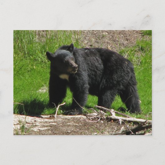 Kasha Bear 2 Postkarte (Vorderseite)