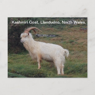 Kashmiri Goat, Llandudno, North Wales. Postkarte