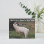 Kashmiri Goat, Llandudno, North Wales. Postkarte (Stehend Vorderseite)