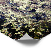 Kaskade der Blüten der Blume des weißen Frühlings Poster (Ecke)