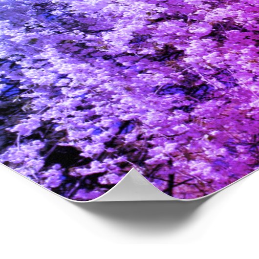 Kaskade der Frühlingsblüten der Blume Poster (Ecke)